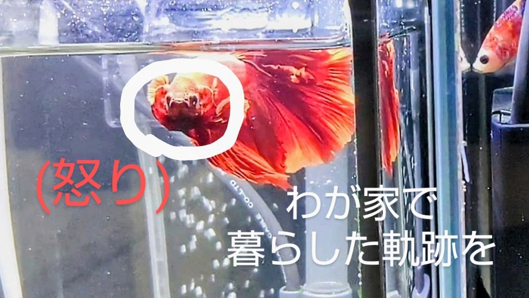 f:id:withfish:20241110140020j:image