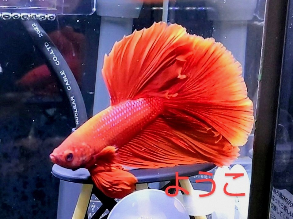 f:id:withfish:20241110140331j:image