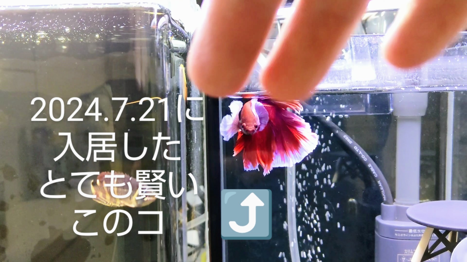f:id:withfish:20241110143006j:image