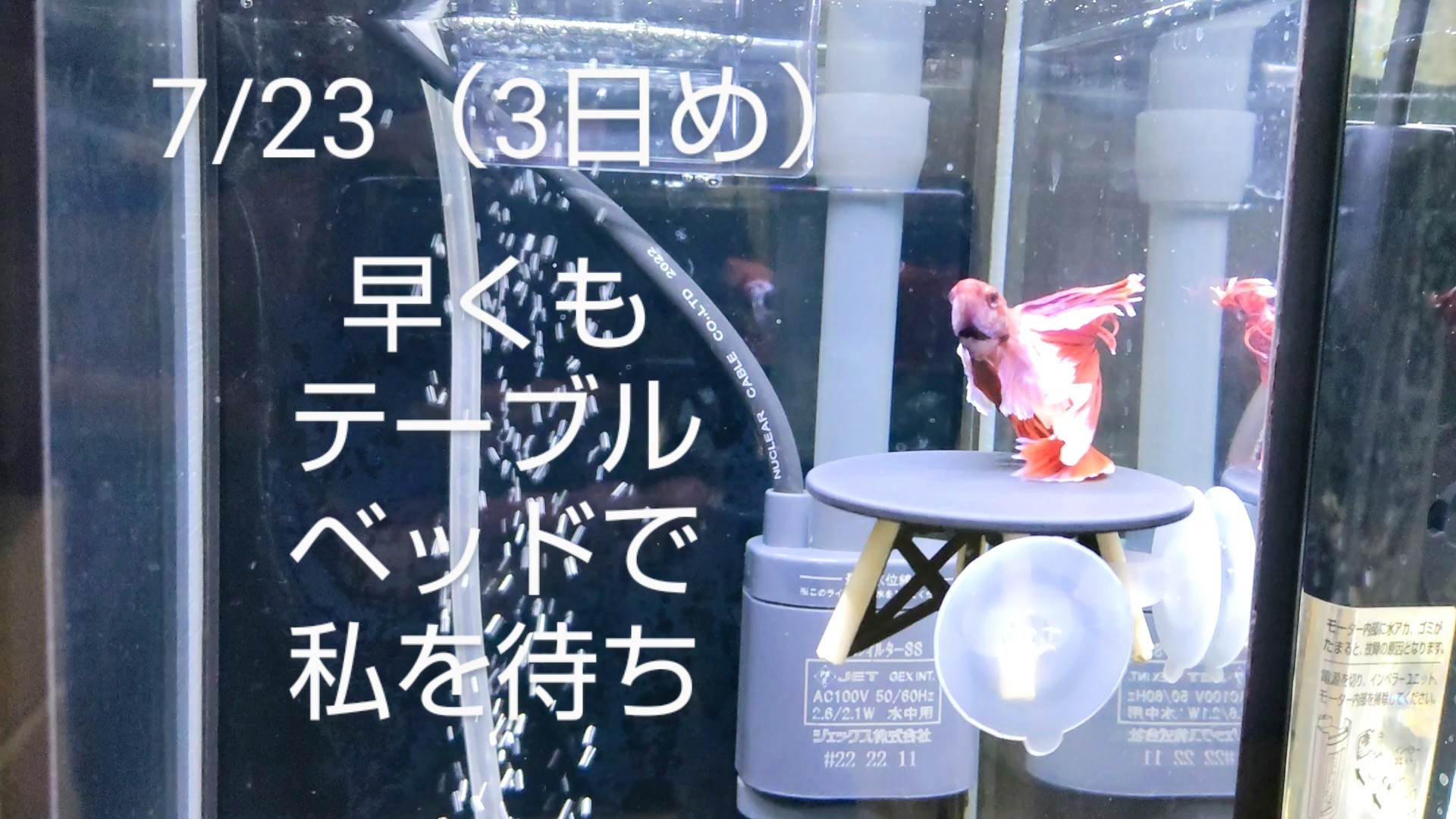 f:id:withfish:20241110143108j:image