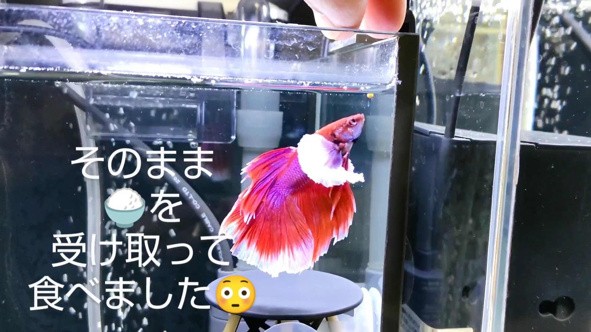 f:id:withfish:20241110143124j:image