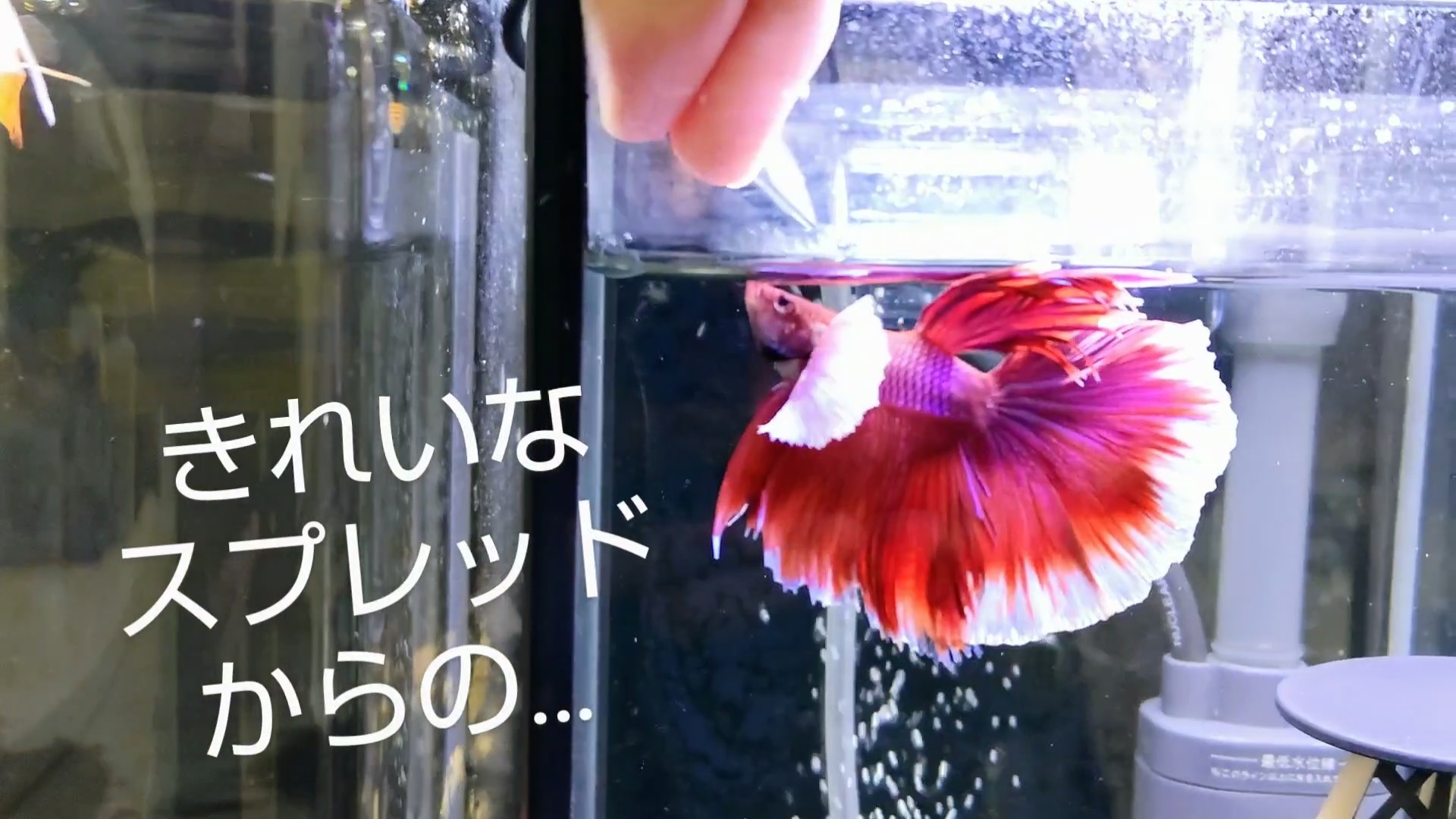 f:id:withfish:20241110143145j:image