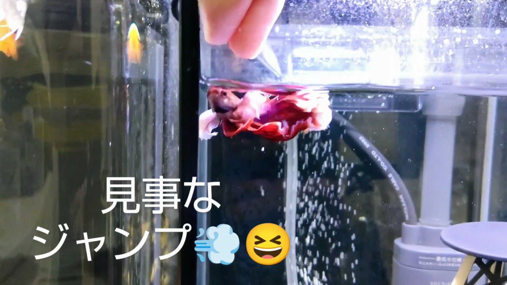 f:id:withfish:20241110143159j:image