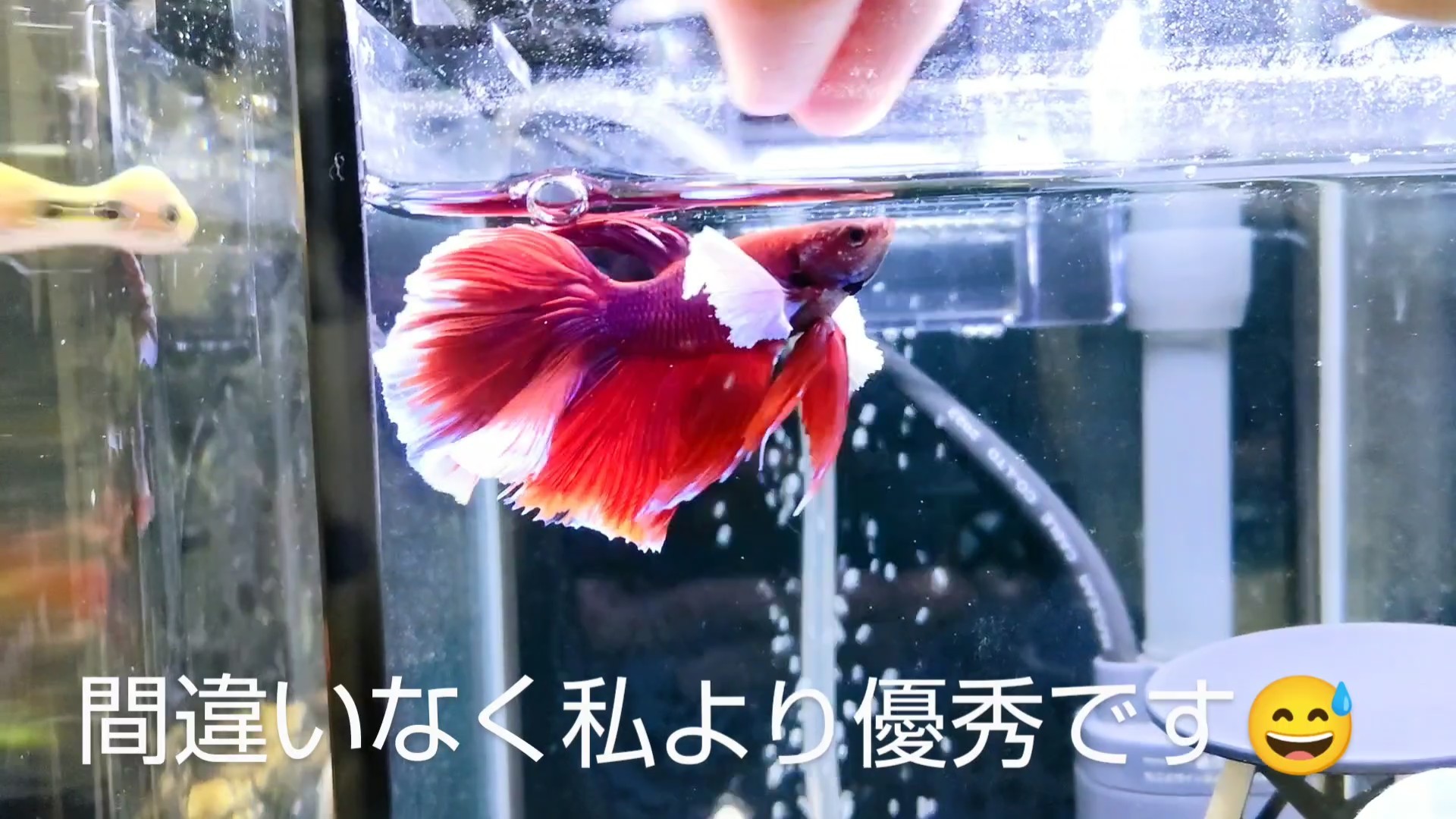 f:id:withfish:20241110143217j:image