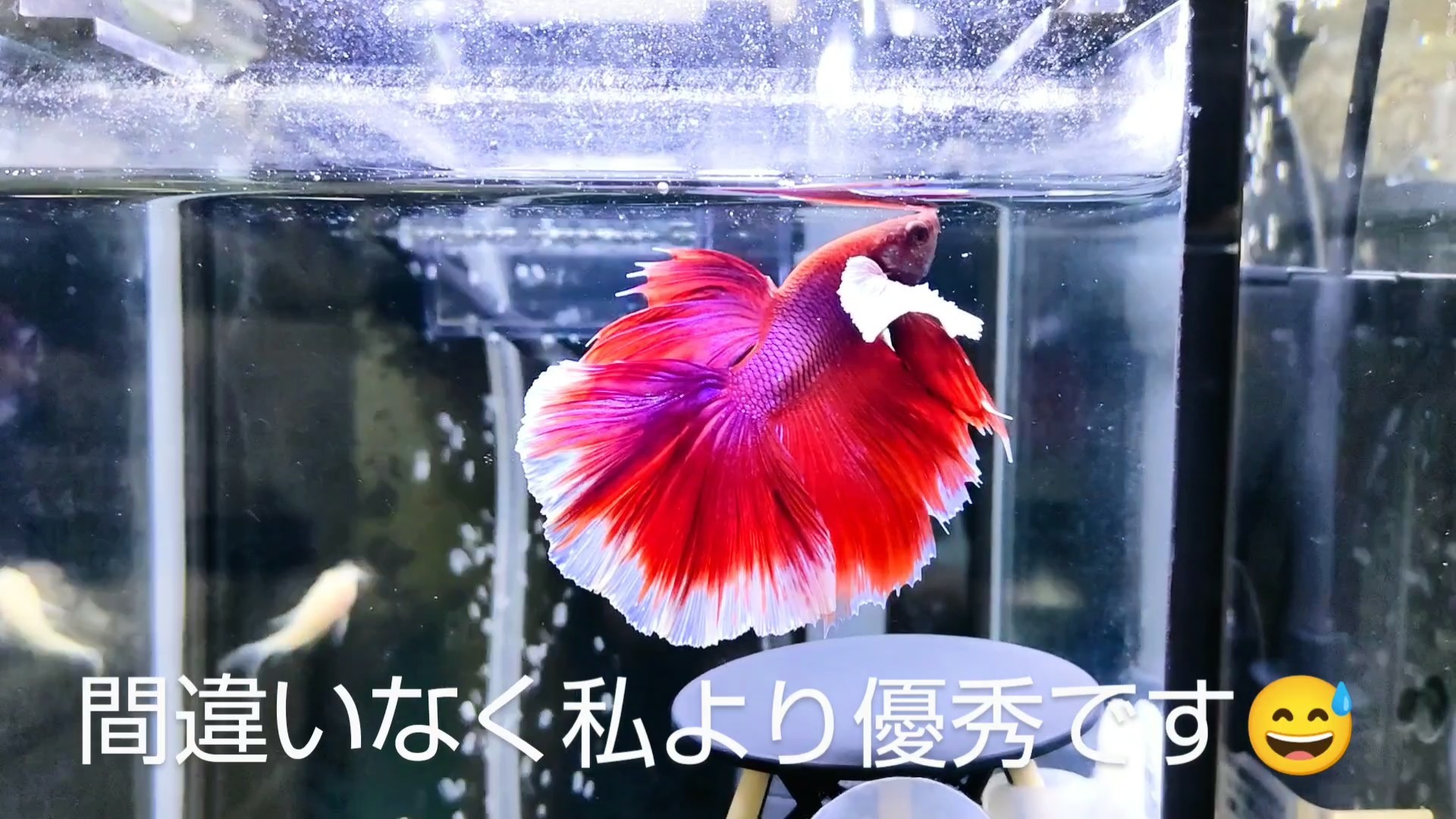 f:id:withfish:20241110143230j:image