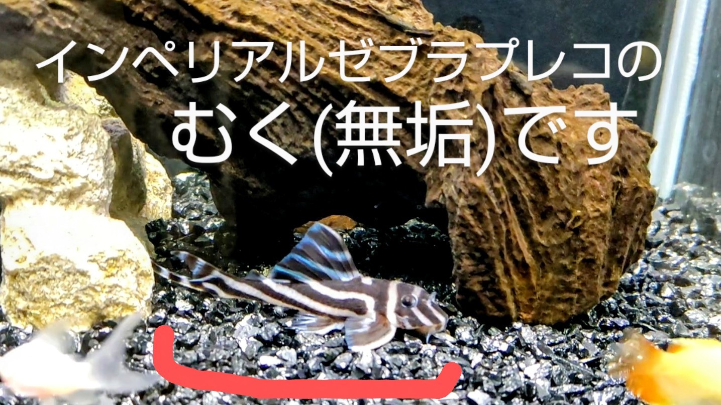 f:id:withfish:20250103180732j:image