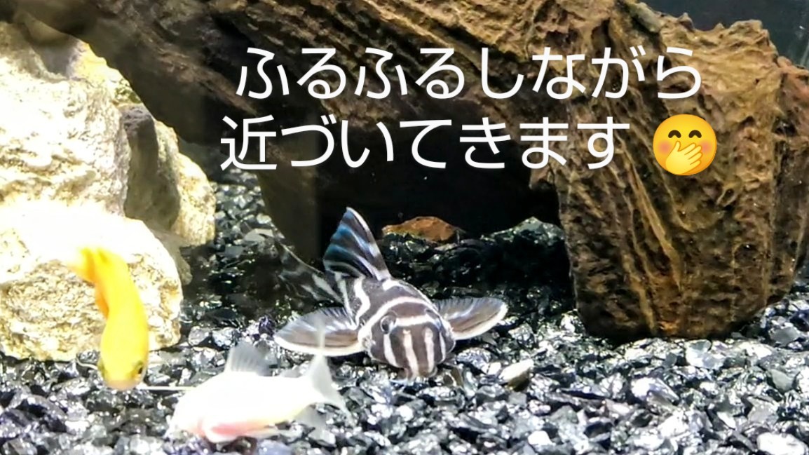 f:id:withfish:20250103180835j:image