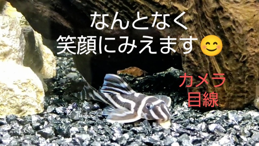 f:id:withfish:20250103181111j:image