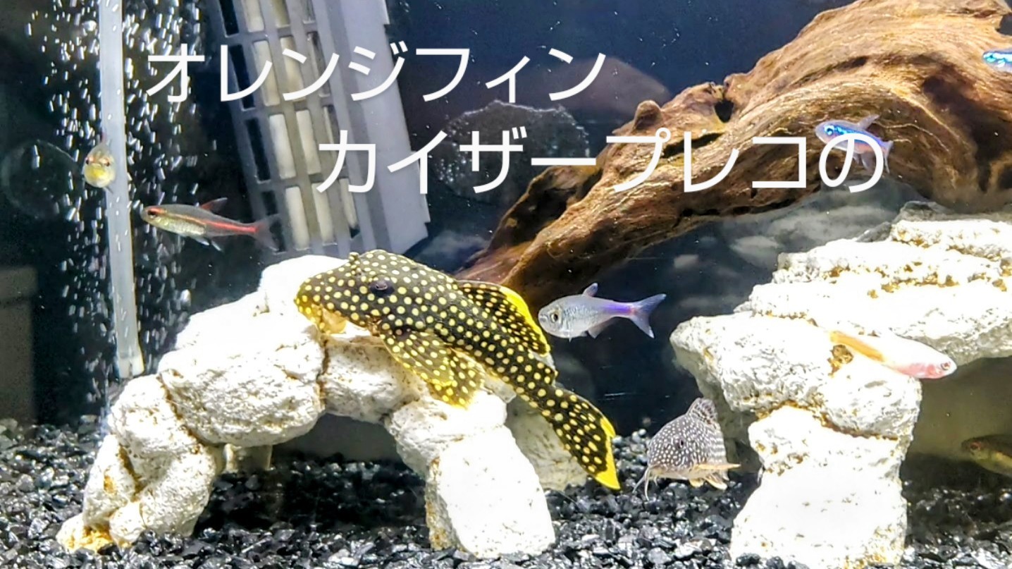 f:id:withfish:20250103181618j:image