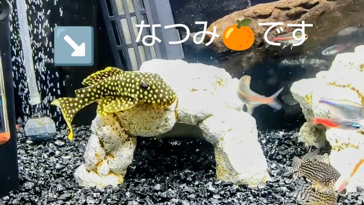 f:id:withfish:20250103181634j:image