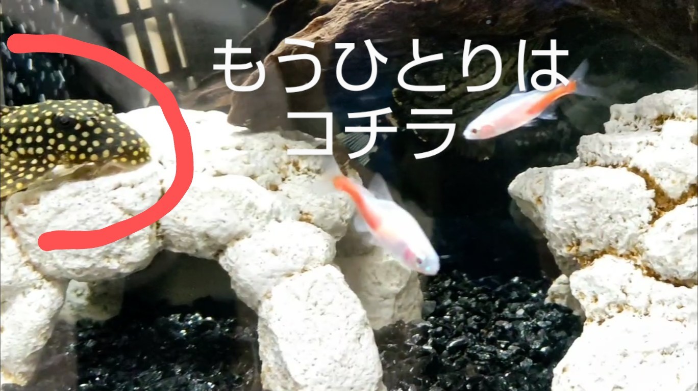 f:id:withfish:20250103181950j:image