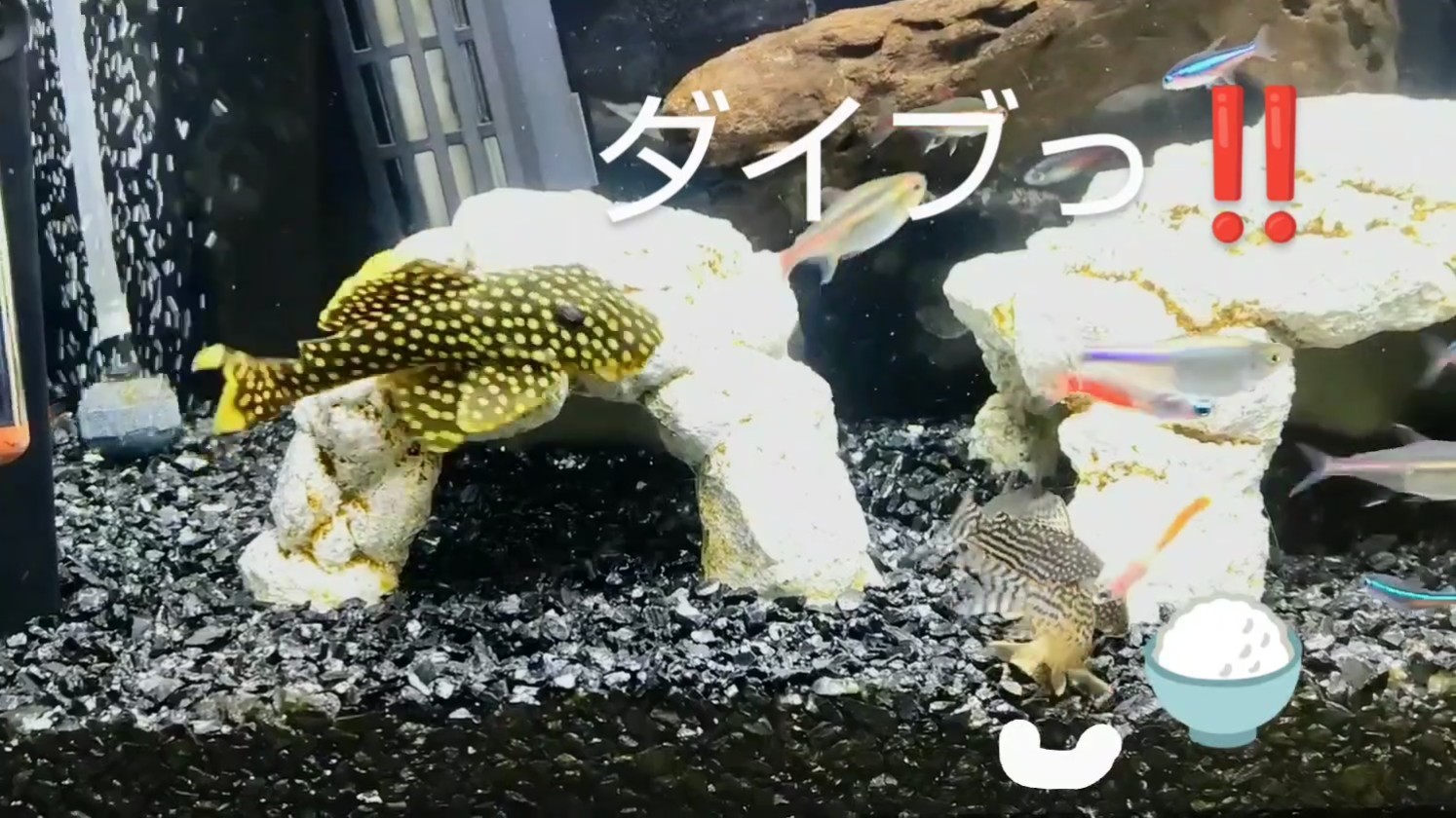 f:id:withfish:20250103185546j:image
