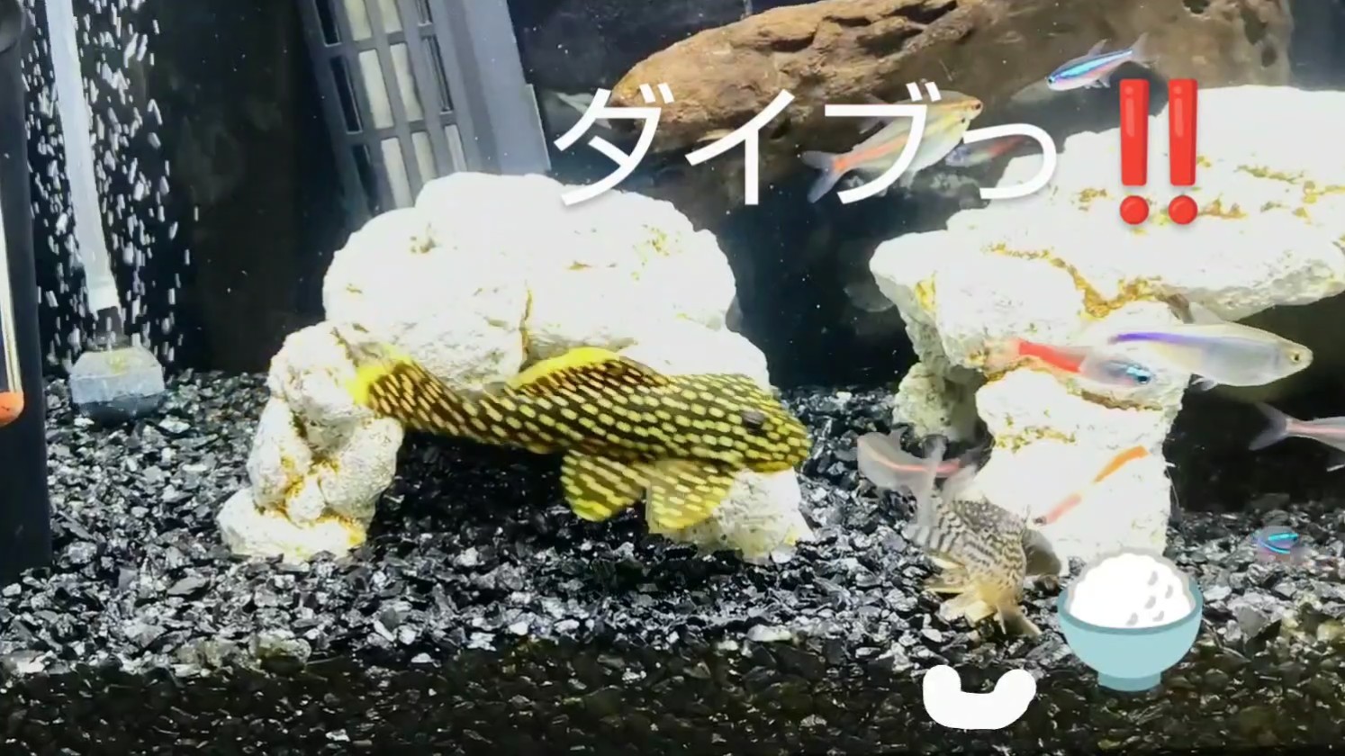 f:id:withfish:20250103185609j:image