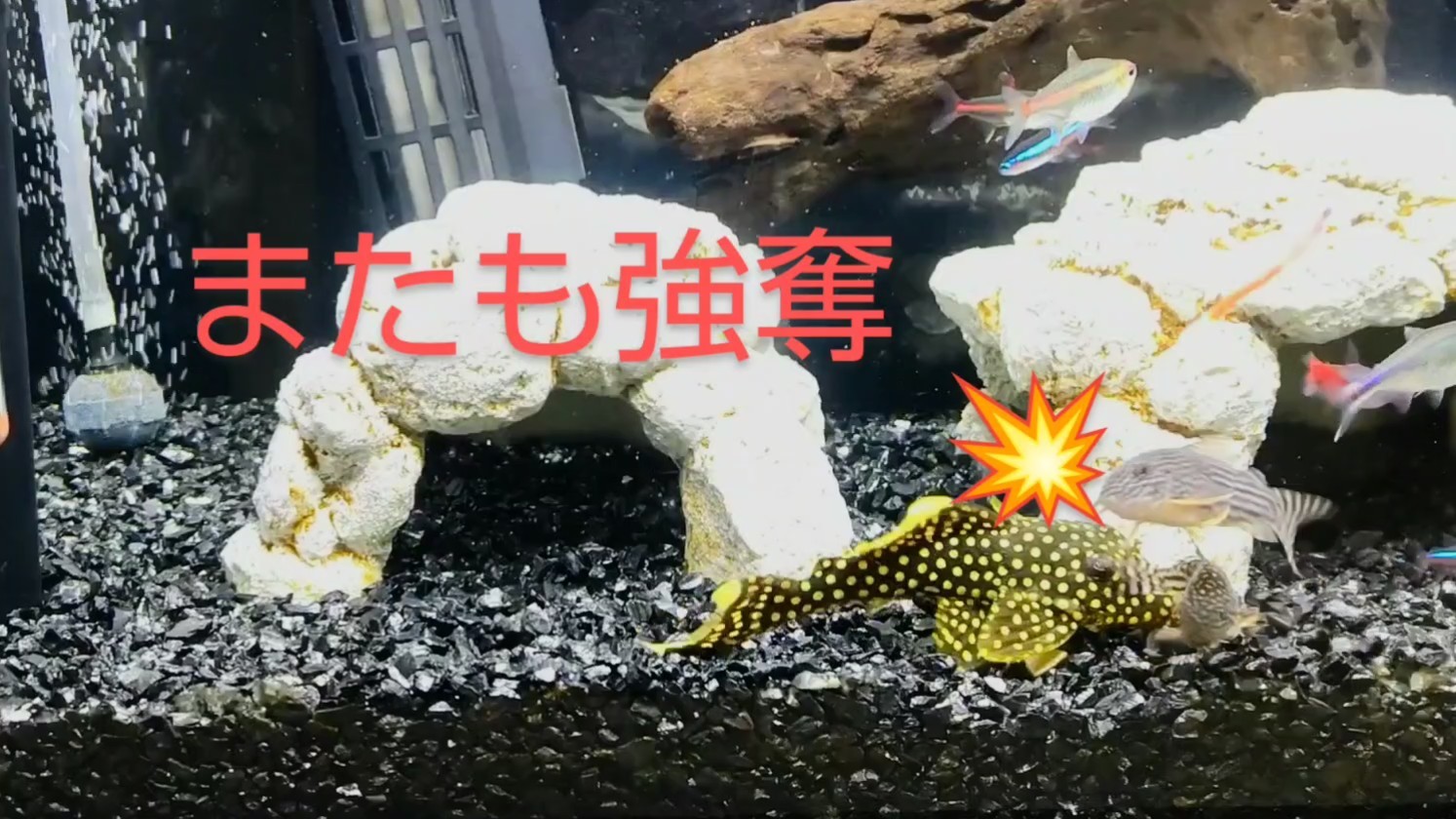 f:id:withfish:20250103185706j:image