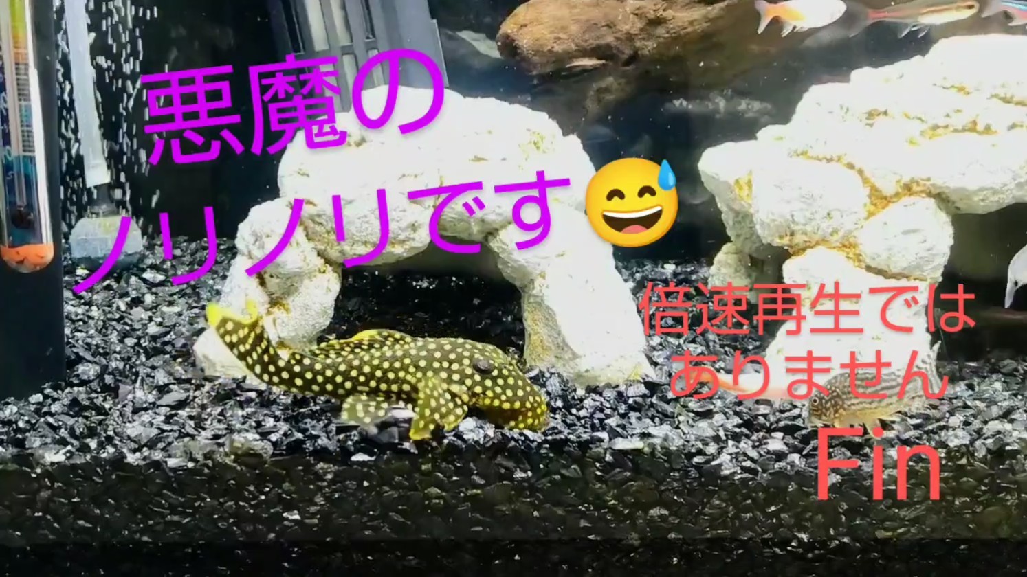 f:id:withfish:20250103185909j:image