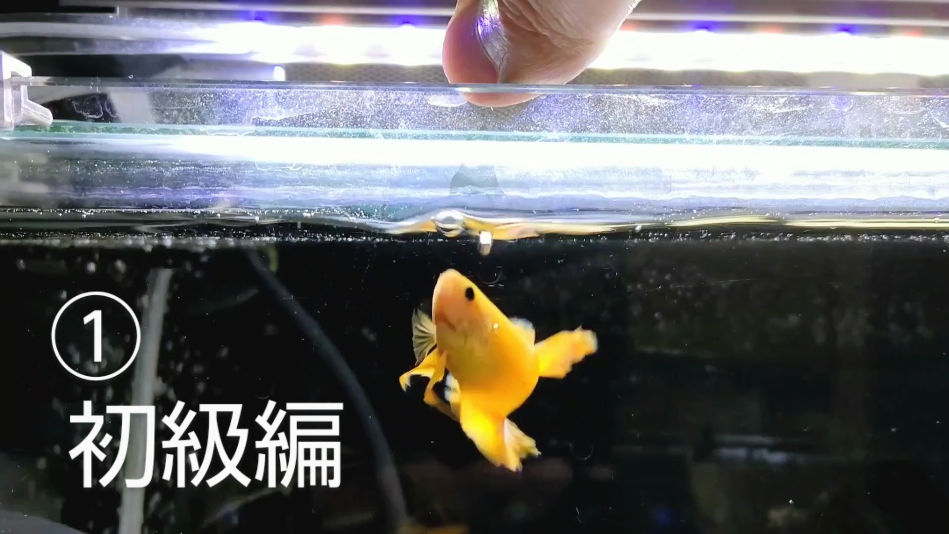 f:id:withfish:20250103225426j:image