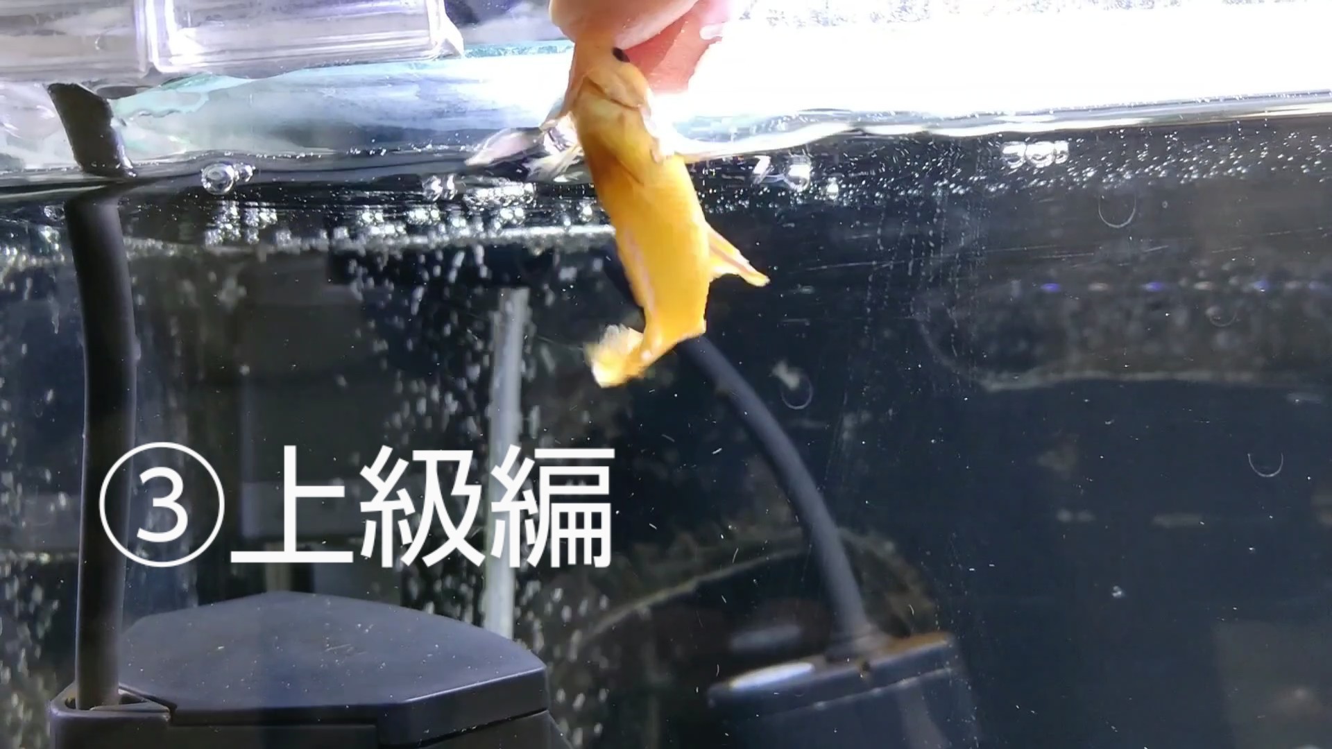 ジャンプの達人🌟ベタ ゆづきの圧巻のパフォーマンス😆 - 熱帯魚混泳ダイアリー🤩🤣