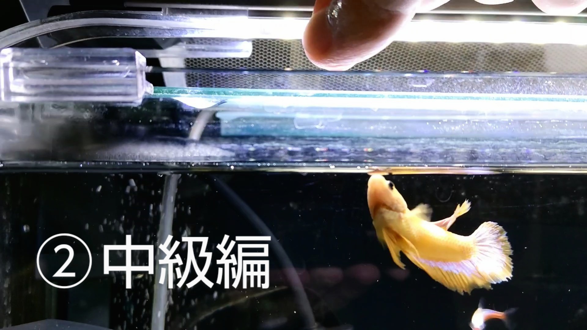 f:id:withfish:20250103232432j:image