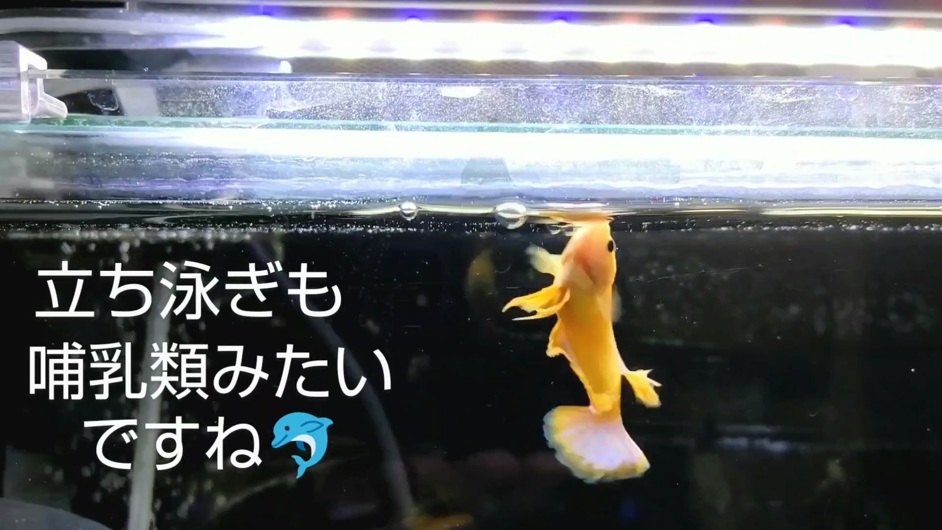 ジャンプの達人🌟ベタ ゆづきの圧巻のパフォーマンス😆 - 熱帯魚混泳ダイアリー🤩🤣