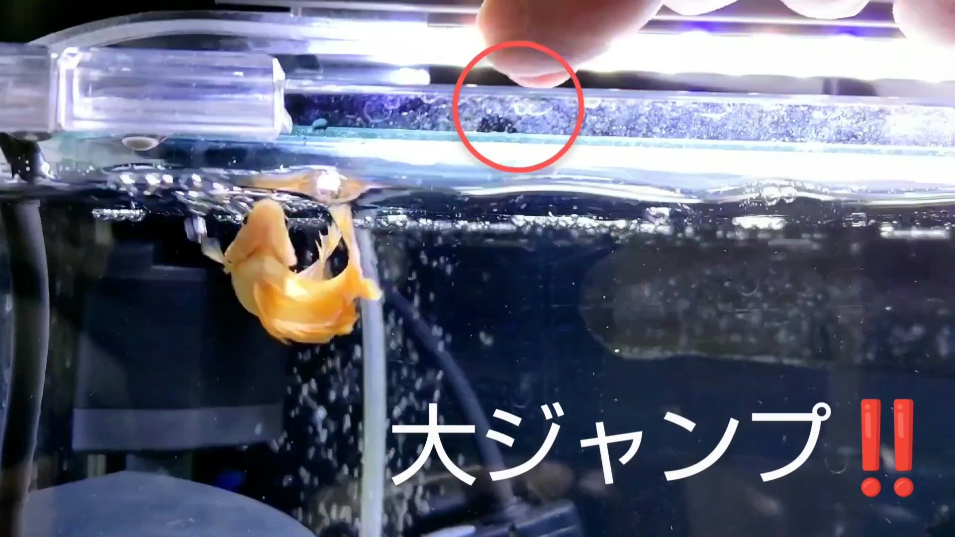 ジャンプの達人🌟ベタ ゆづきの圧巻のパフォーマンス😆 - 熱帯魚混泳ダイアリー🤩🤣