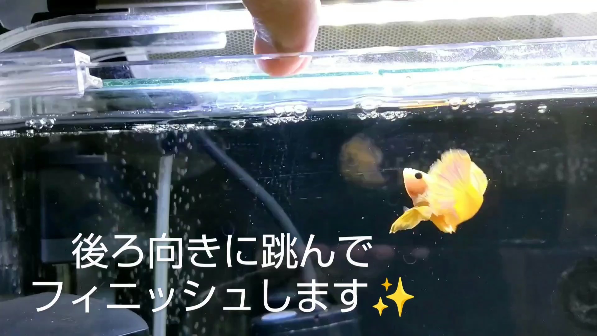 f:id:withfish:20250103232708j:image