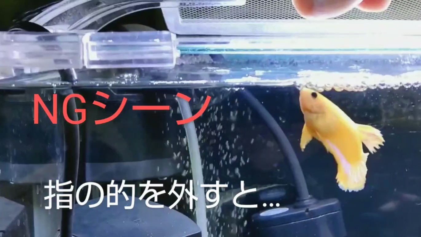 f:id:withfish:20250103232744j:image