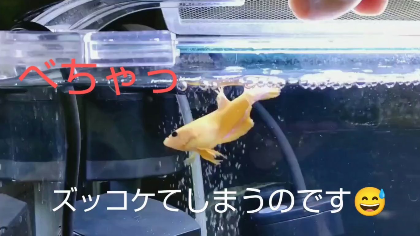 f:id:withfish:20250103232818j:image