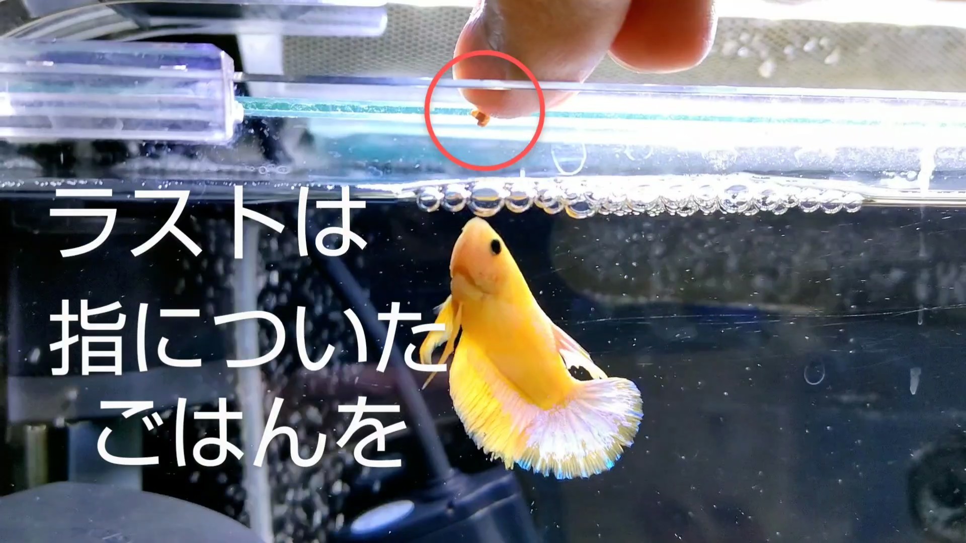 f:id:withfish:20250103234711j:image