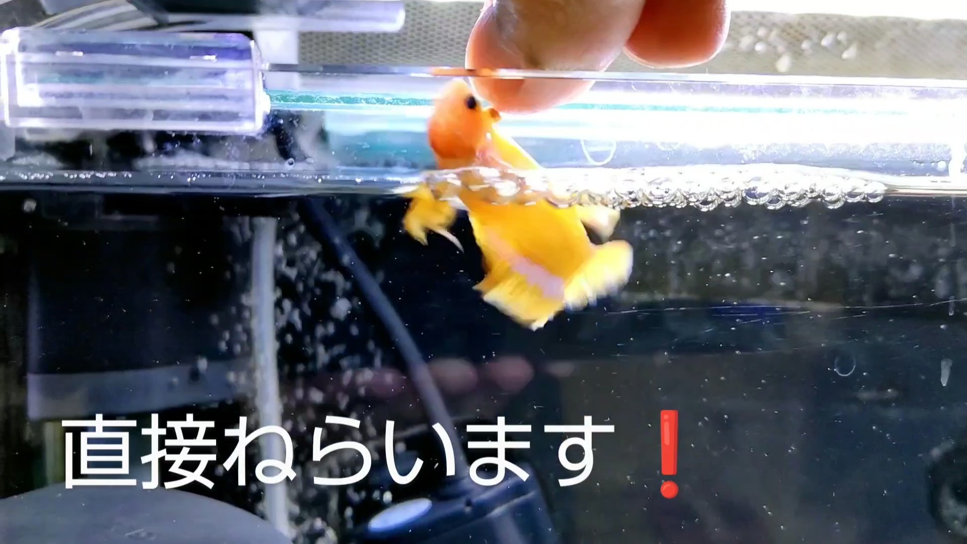 f:id:withfish:20250103234723j:image