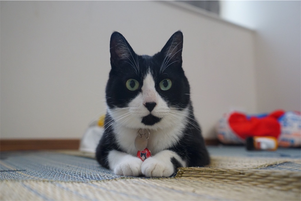 f:id:withme24:20170620210918j:image f:id:withme24:20170620210918j:image