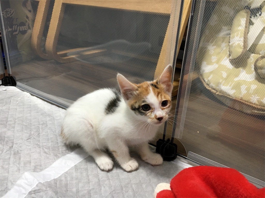 f:id:withme24:20170620211914j:image f:id:withme24:20170620211914j:image