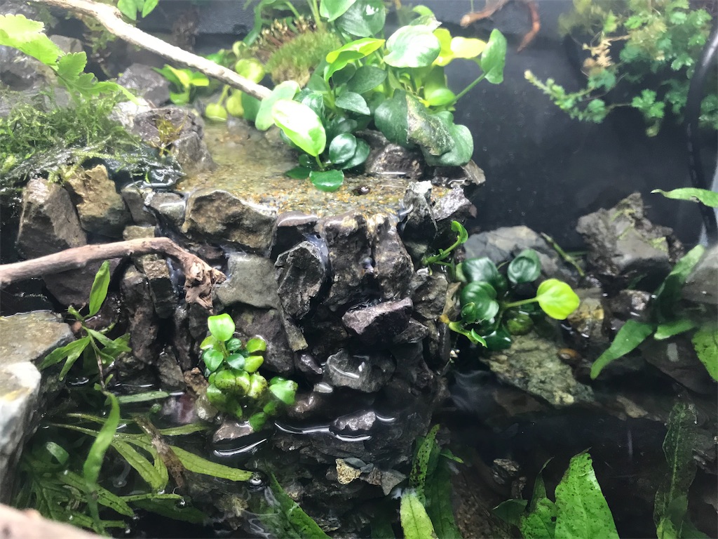f:id:wkldpiqbl:20181026215223j:image f:id:wkldpiqbl:20181026215223j:image