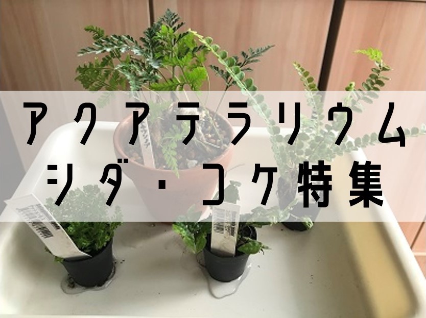 シダ・コケ特集