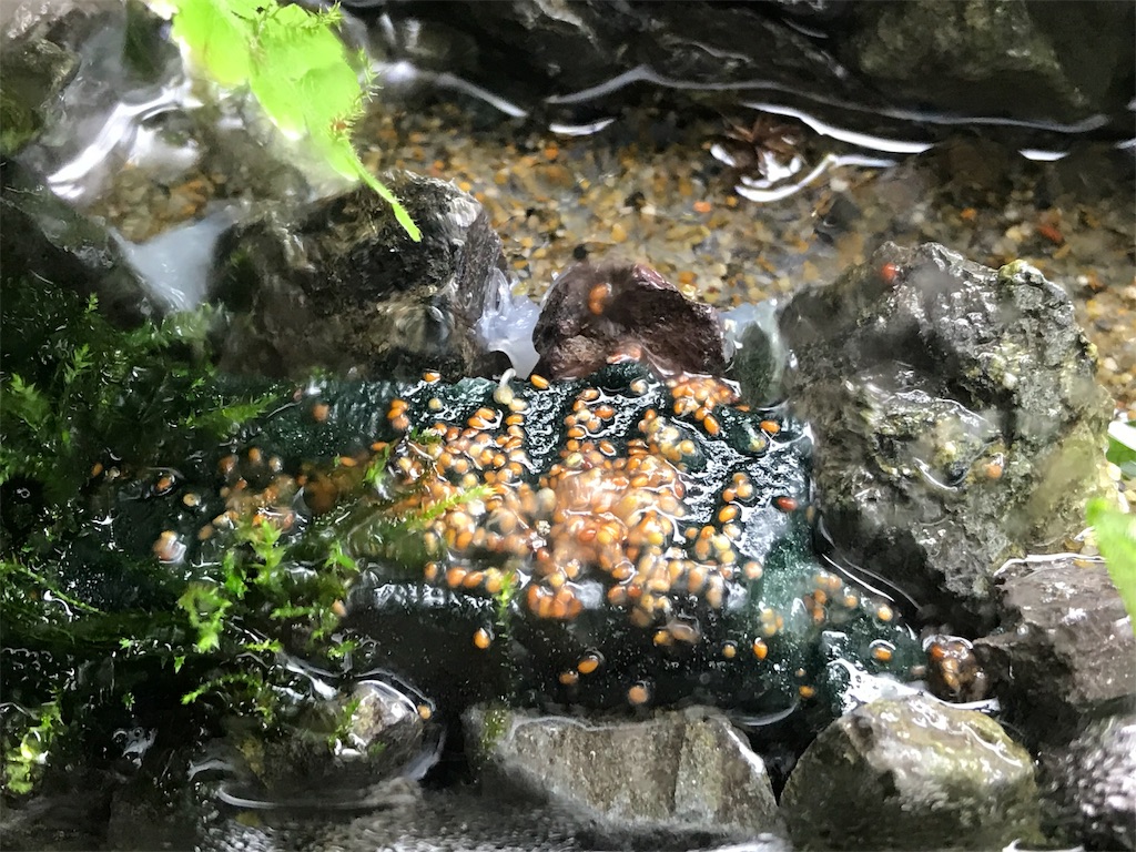 f:id:wkldpiqbl:20181030230945j:image f:id:wkldpiqbl:20181030230945j:image