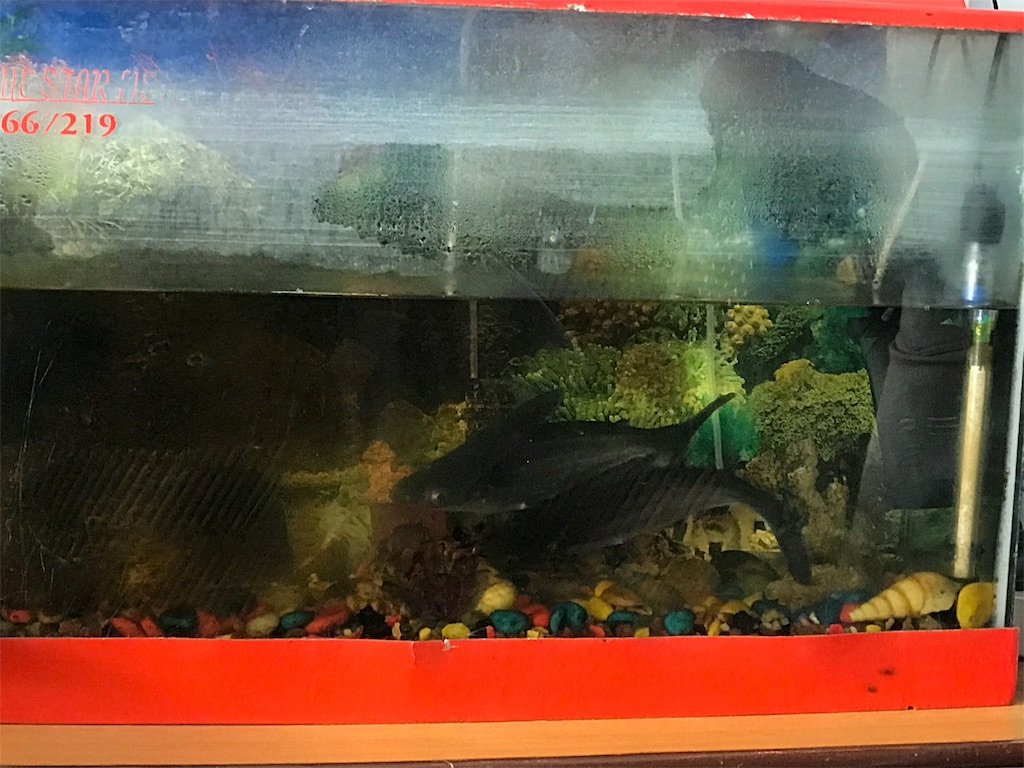 f:id:wkldpiqbl:20190505221120j:image f:id:wkldpiqbl:20190505221120j:image