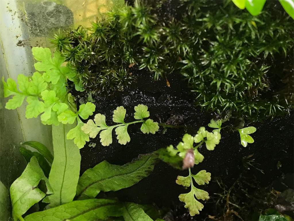 f:id:wkldpiqbl:20190704202741j:image f:id:wkldpiqbl:20190704202741j:image