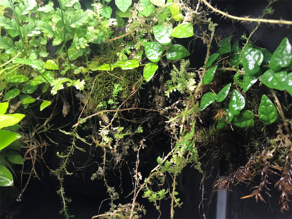 アクアテラリウム崩壊の危機 夏場の高温多湿の対処方法を考える Diyなアクアリウム アクアテラリウム崩壊の危機 夏場の高温多湿の対処方法を考える Diyなアクアリウム