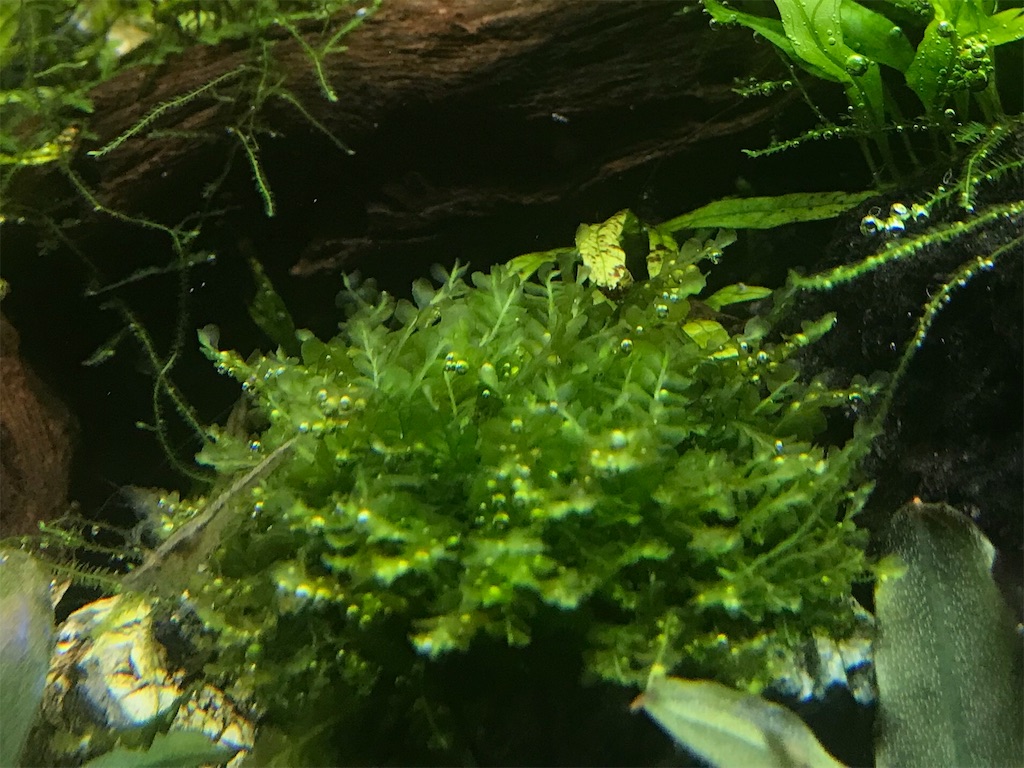 f:id:wkldpiqbl:20191001200630j:image f:id:wkldpiqbl:20191001200630j:image