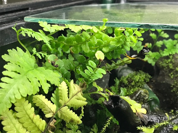 滝のある自作アクアテラリウム8ヶ月後の経過報告 Diyなアクアリウム