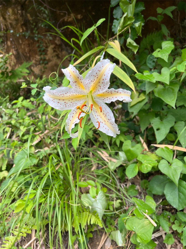 f:id:wkmu:20230709051929j:image f:id:wkmu:20230709051929j:image