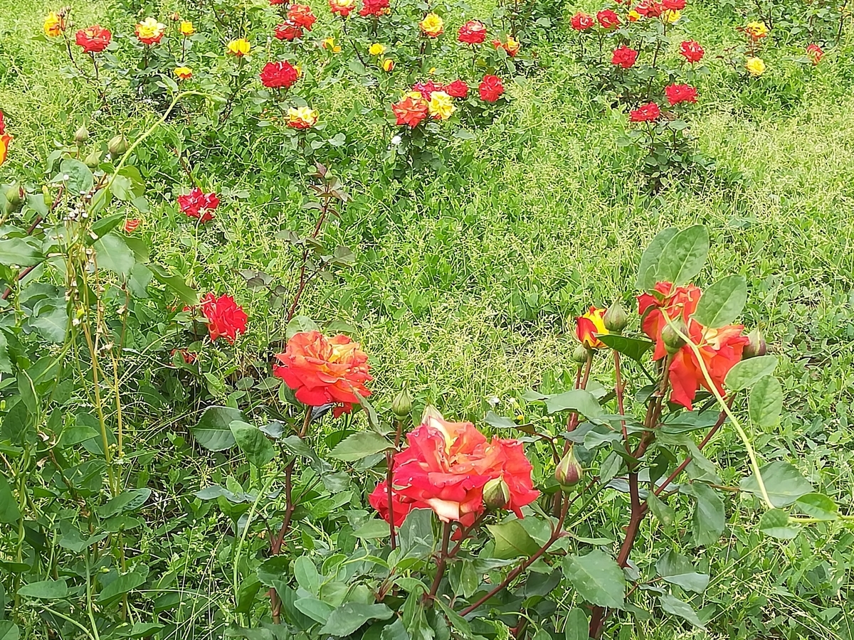 f:id:wkwkdeikou:20190913045218j:plain f:id:wkwkdeikou:20190913045218j:plain
