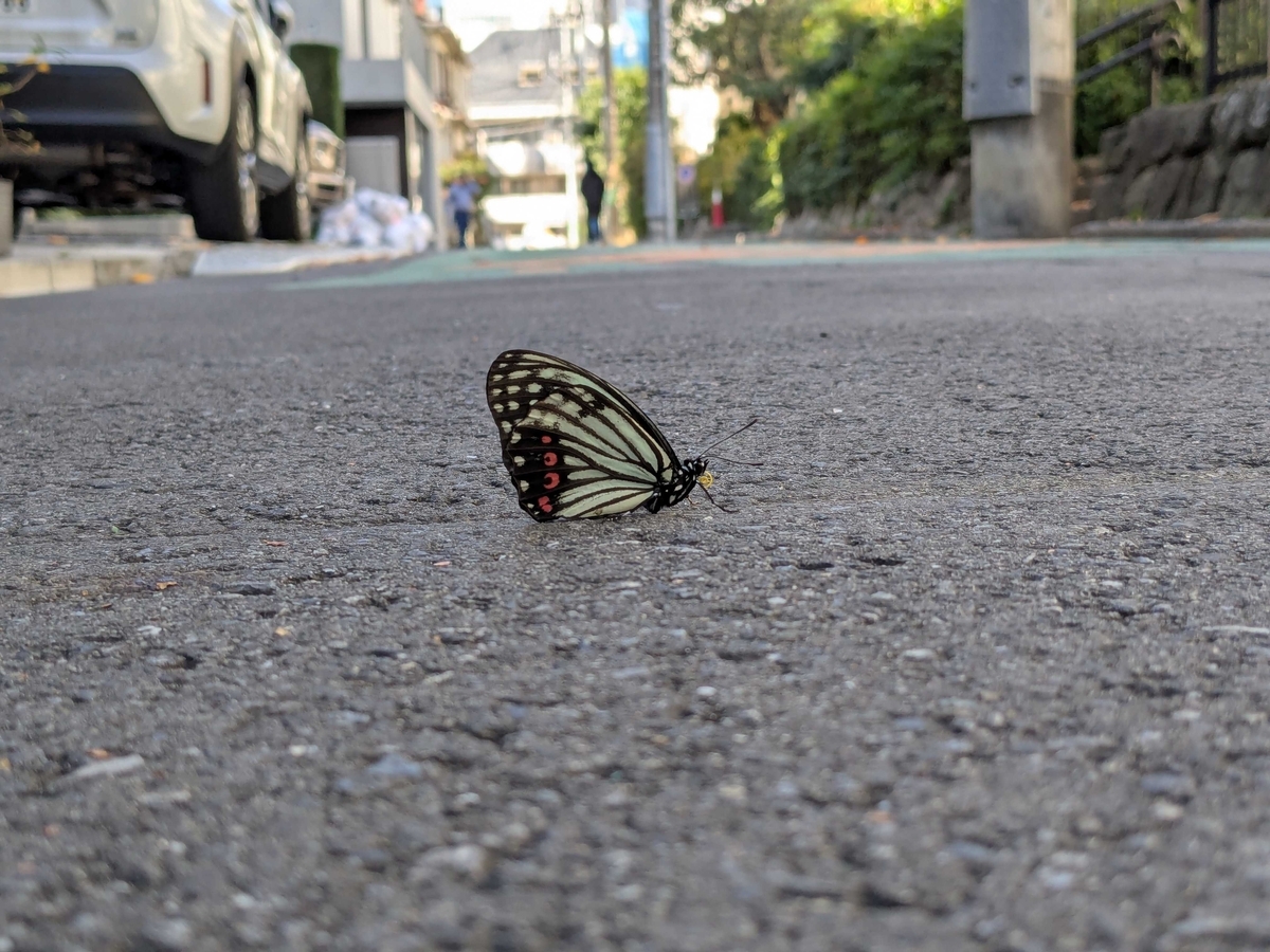 道路に止まった蝶