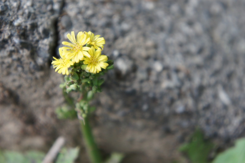 f:id:wmo6hash:20110430163814j:image:w300:right