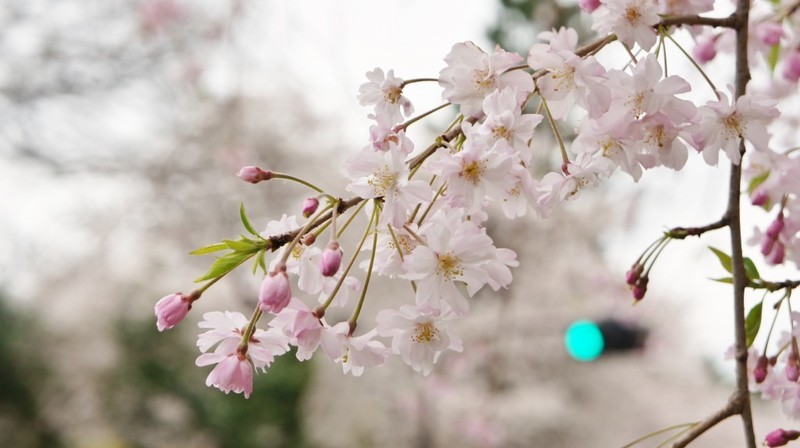 f:id:wmo6hash:20190313220325j:plain