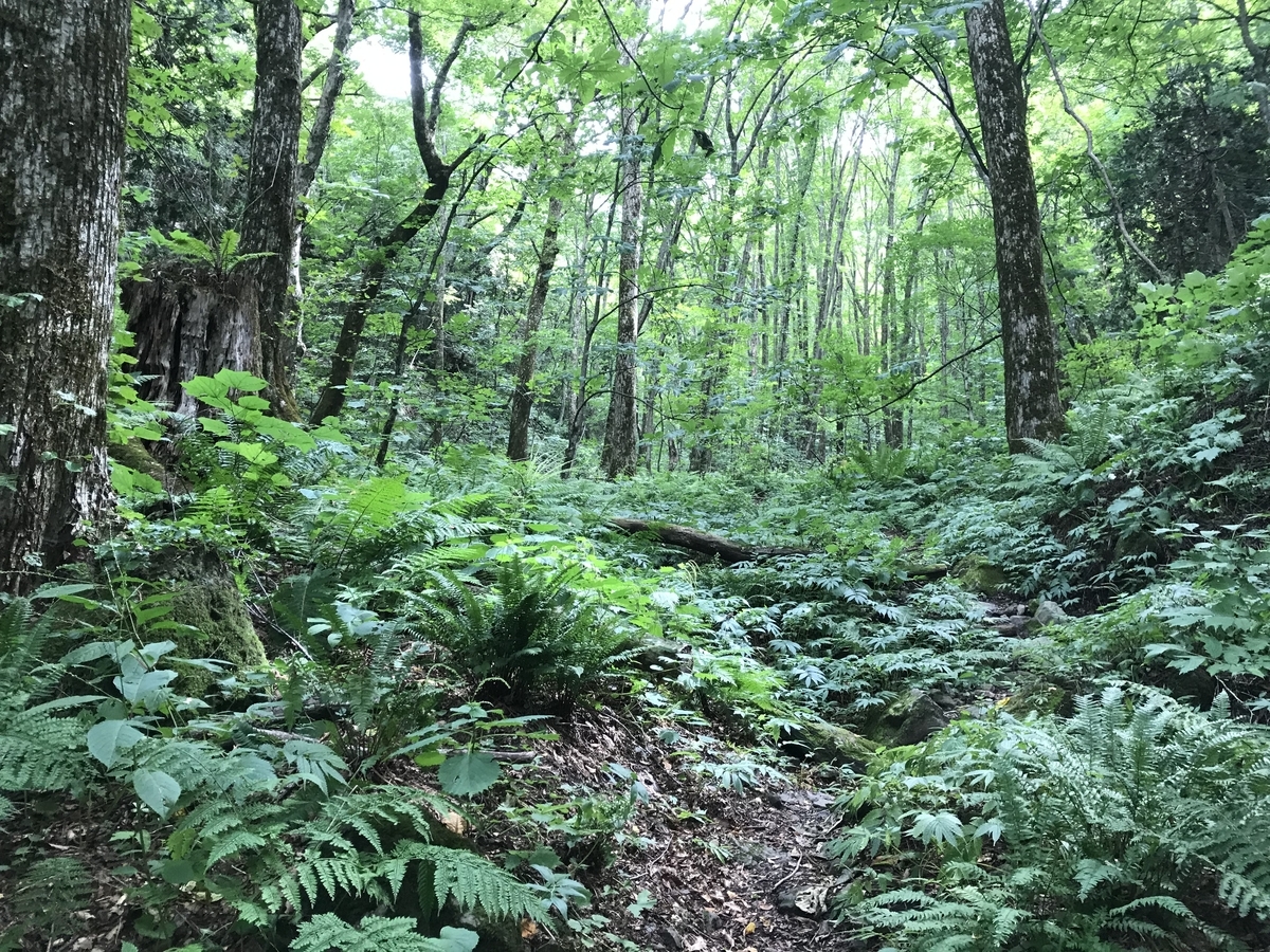 f:id:wnohonoho:20190915111216j:plain f:id:wnohonoho:20190915111216j:plain