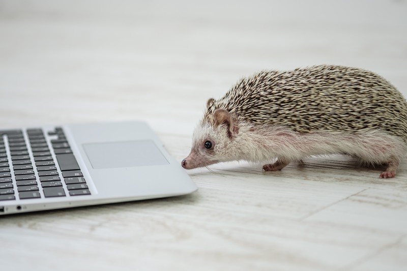 f:id:wnohonoho:20200505182901j:plain f:id:wnohonoho:20200505182901j:plain