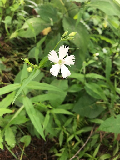 f:id:wode:20180713132728j:image