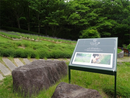 f:id:wode:20190528172901j:image f:id:wode:20190528172901j:image