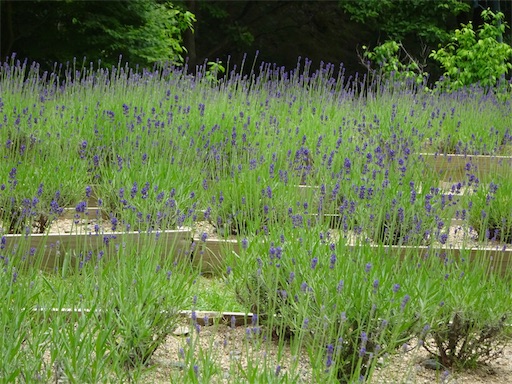 f:id:wode:20190528172945j:image f:id:wode:20190528172945j:image