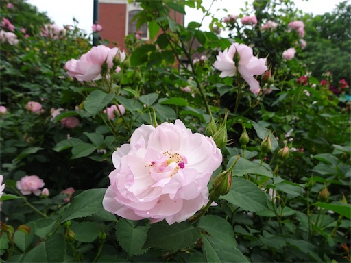 f:id:wode:20190528180829j:image f:id:wode:20190528180829j:image